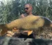 kapor chyteny cez leto-ake boilies v lete-ake boilies do teplej vody-karperis.sk